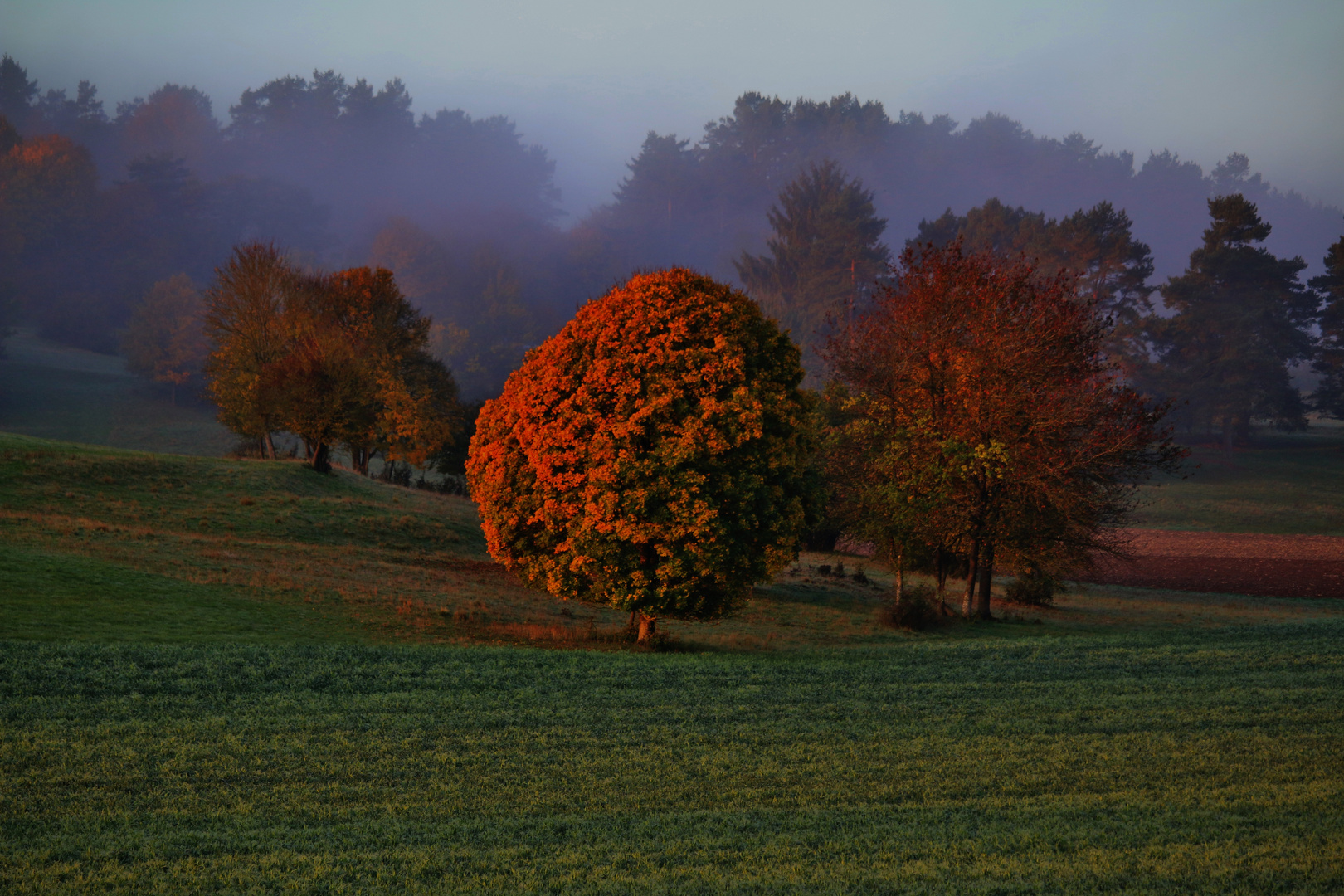 Herbstliche Impressionen/ 1