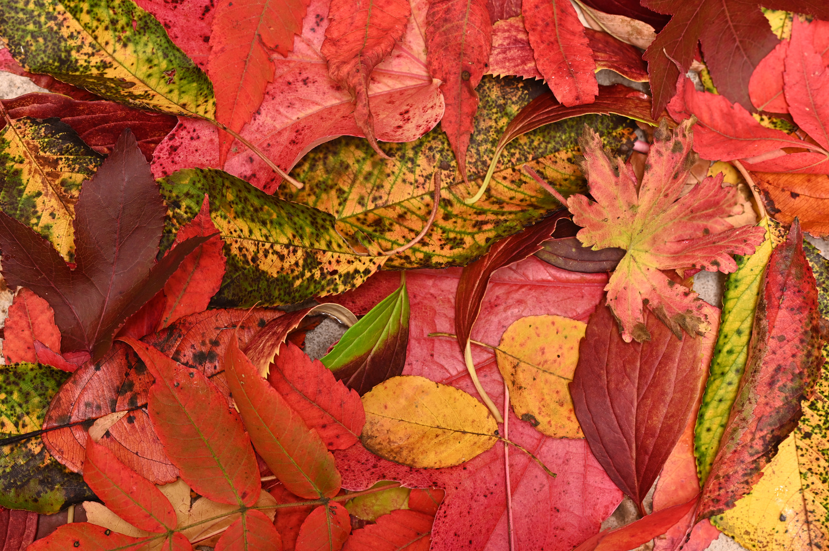 Herbstliche Impressionen 1