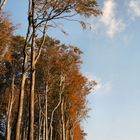 Herbstliche Impressionen