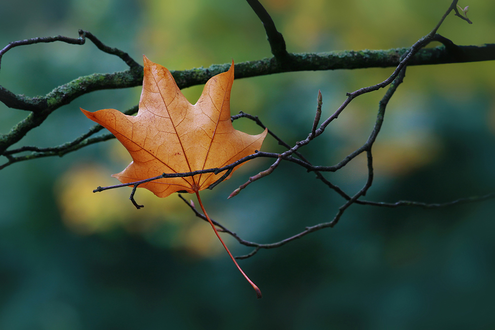 Herbstliche Impressionen