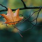 Herbstliche Impressionen