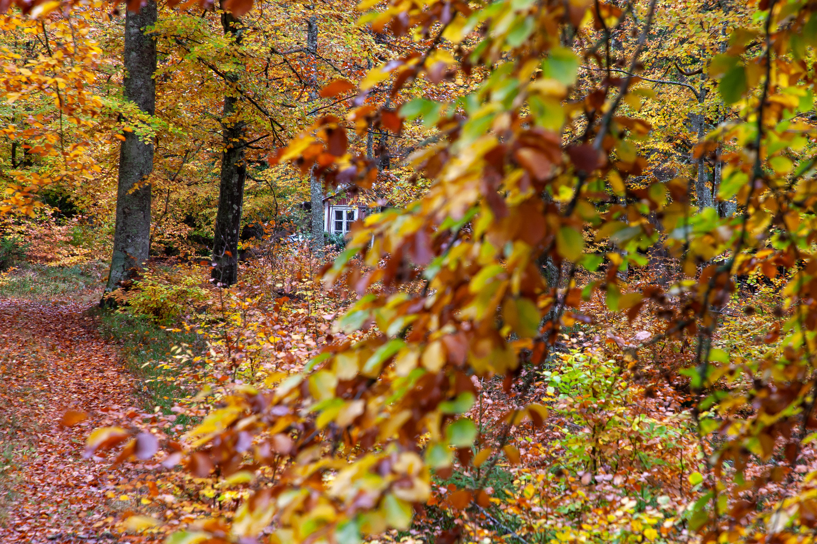 Herbstliche Impressionen 5