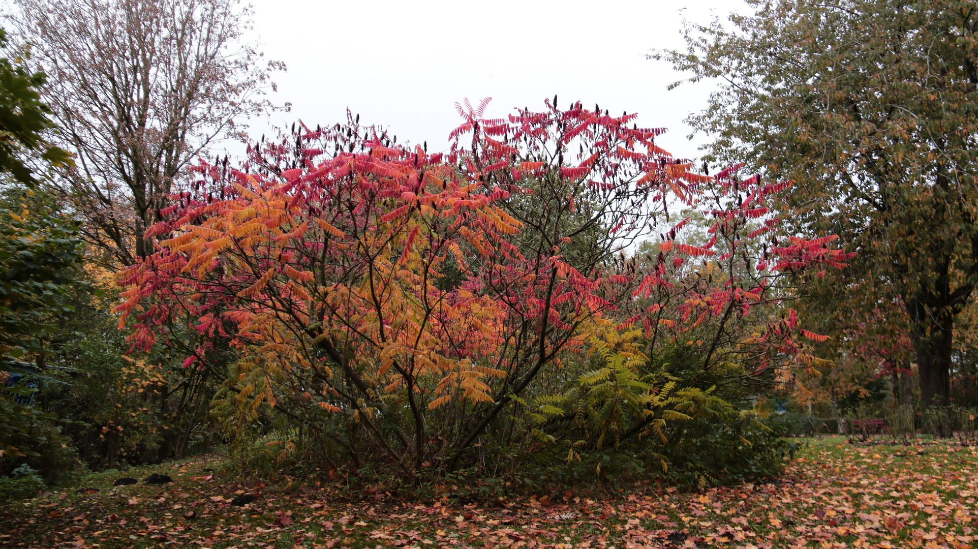 Herbstliche Impressionen...