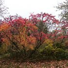 Herbstliche Impressionen...