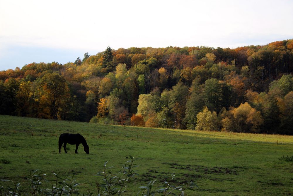 herbstliche Impressionen 