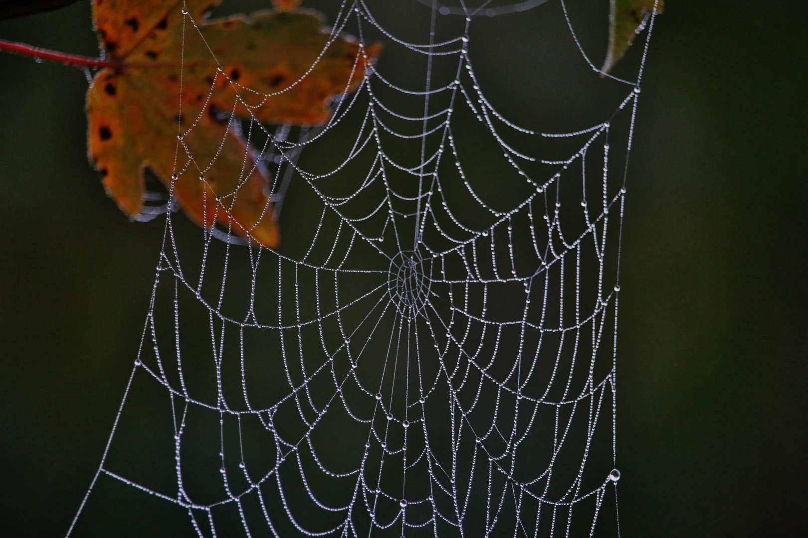 Herbstliche Impressionen/ 6