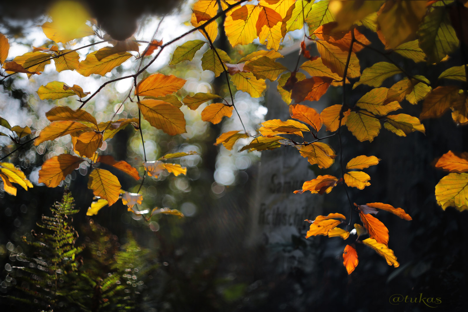 herbstliche Impressionen....