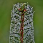 Herbstliche Impressionen/ 7