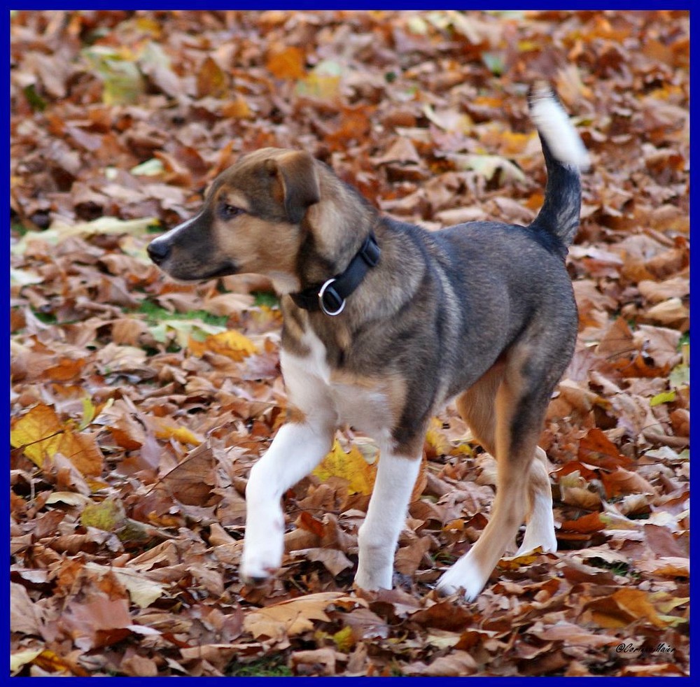 Herbstliche Impressionen