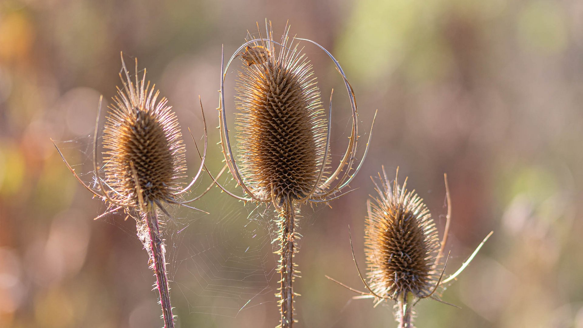 Herbstliche Impressionen