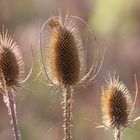 Herbstliche Impressionen