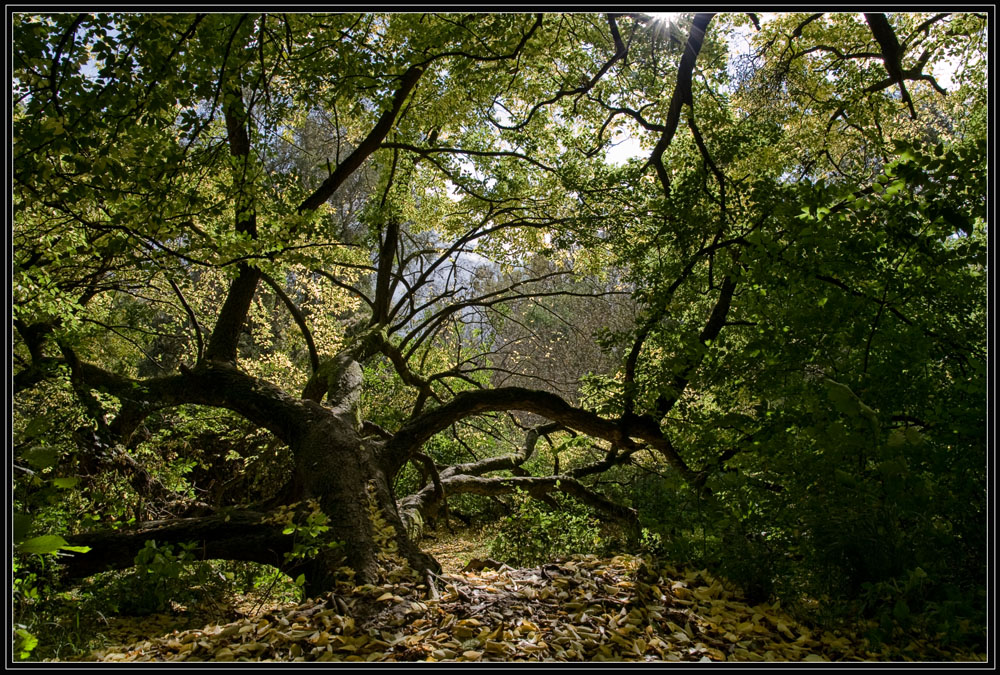 Herbstliche Impressionen auf dem Kühkopf