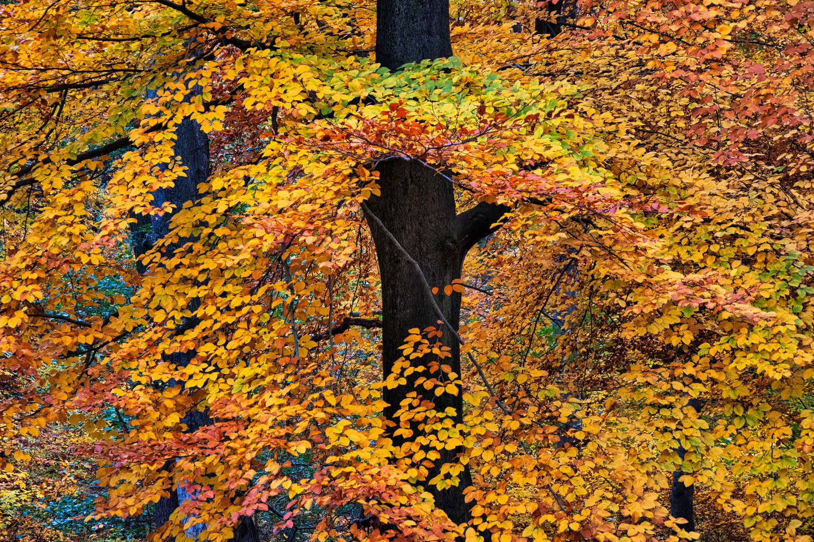 Herbstliche Impressionen