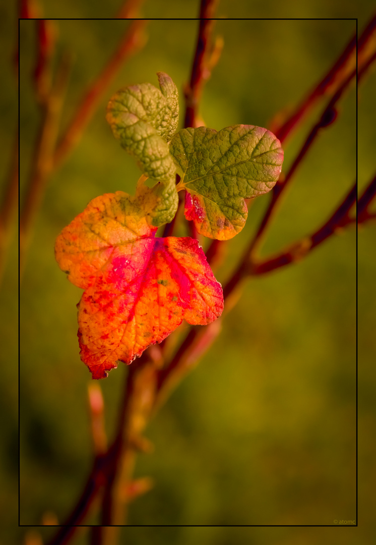 Herbstliche Impressionen.........!