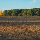 Herbstliche Impressionen: Der Mais ist abgeerntet, und schon sind die ersten Bäume gelb.