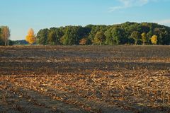 Herbstliche Impressionen: Der Mais ist abgeerntet, und schon sind die ersten Bäume gelb.