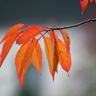 Herbstliche Impressionen