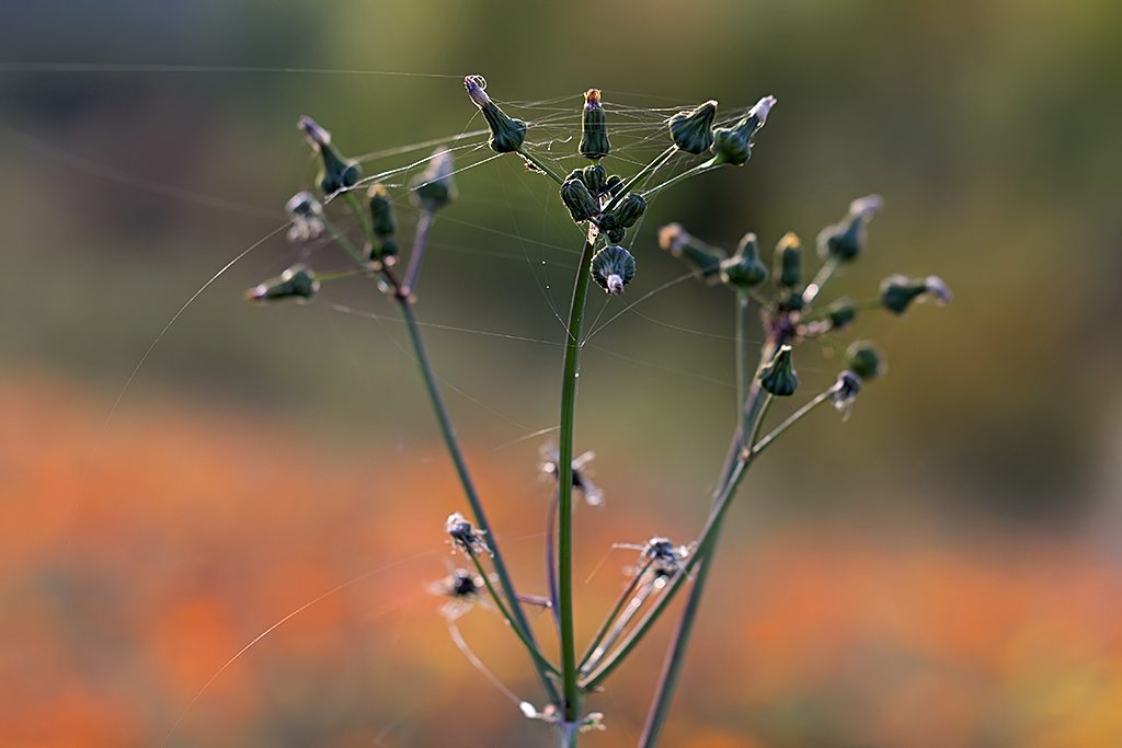 Herbstliche Impressionen