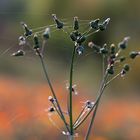 Herbstliche Impressionen