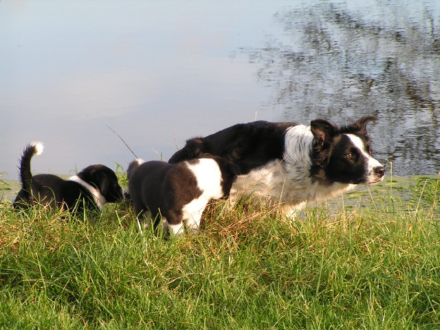 Herbstliche Impressionen einer glücklichen Hundefamilie..........