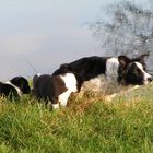 Herbstliche Impressionen einer glücklichen Hundefamilie..........