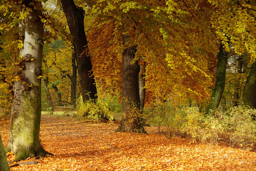 Herbstliche Impressionen - Erinnerung