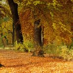 Herbstliche Impressionen - Erinnerung