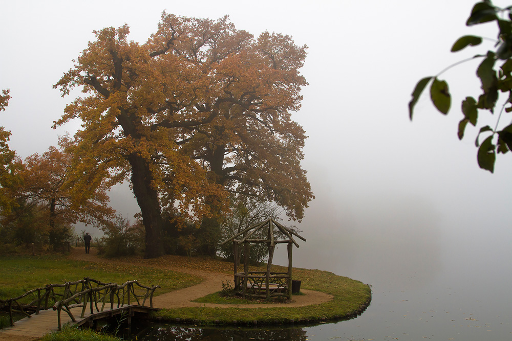 Herbstliche Impressionen im Nebel