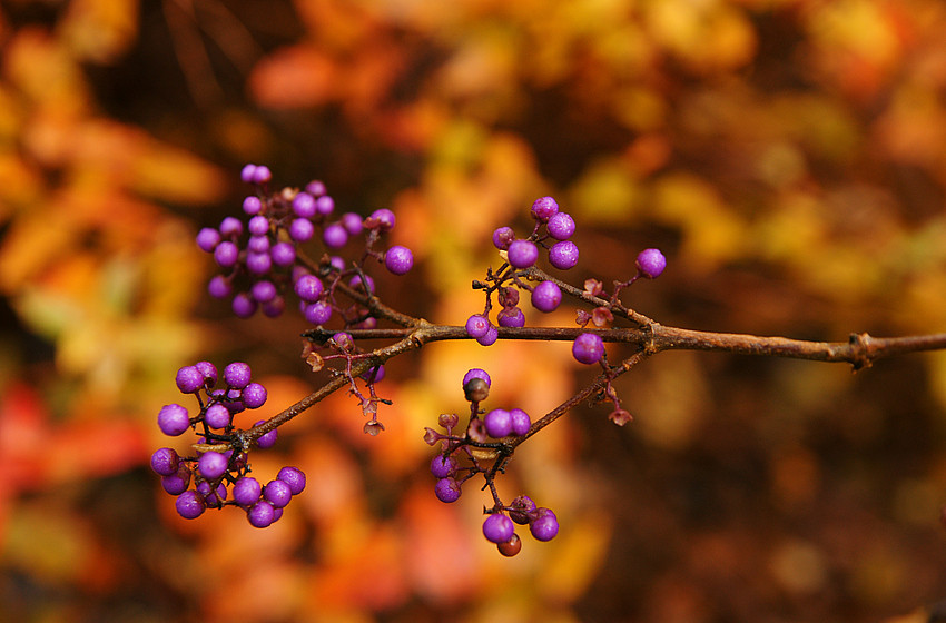 Herbstliche Impressionen2