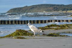 Herbstliche Insel Hiddensee 