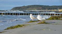 Herbstliche Insel Hiddensee 