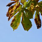 Herbstliche Kastanienblätter