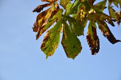 Herbstliche Kastanienblätter