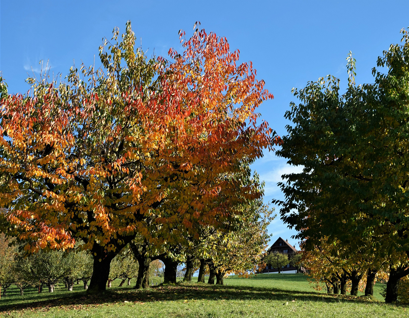 herbstliche Kirschbäume