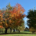 herbstliche Kirschbäume