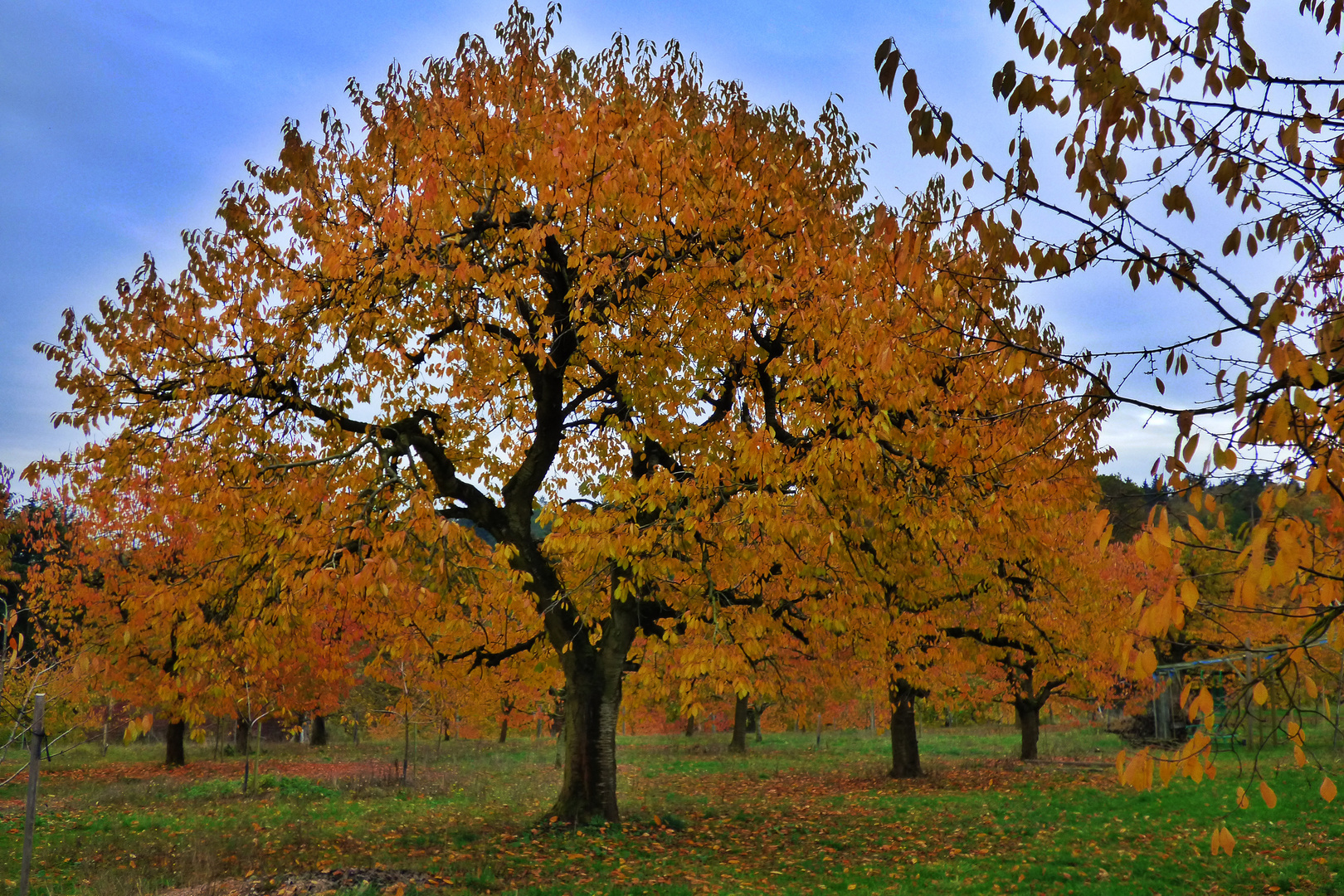 Herbstliche Kirschbäume  