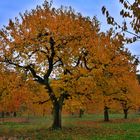 Herbstliche Kirschbäume  