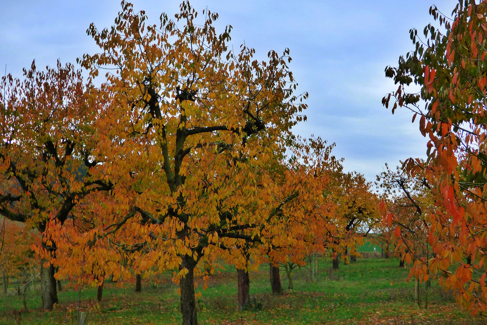 Herbstliche Kirschbäume 