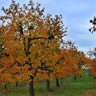 Herbstliche Kirschbäume 