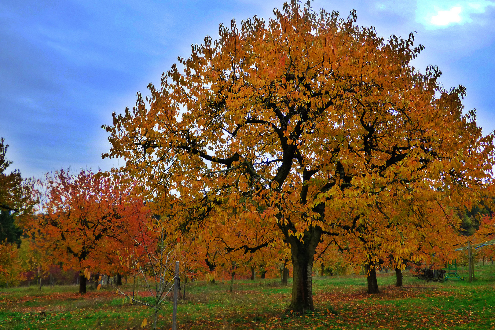 Herbstliche Kirschbäume 