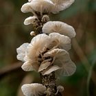 Herbstliche Kirschlbüten