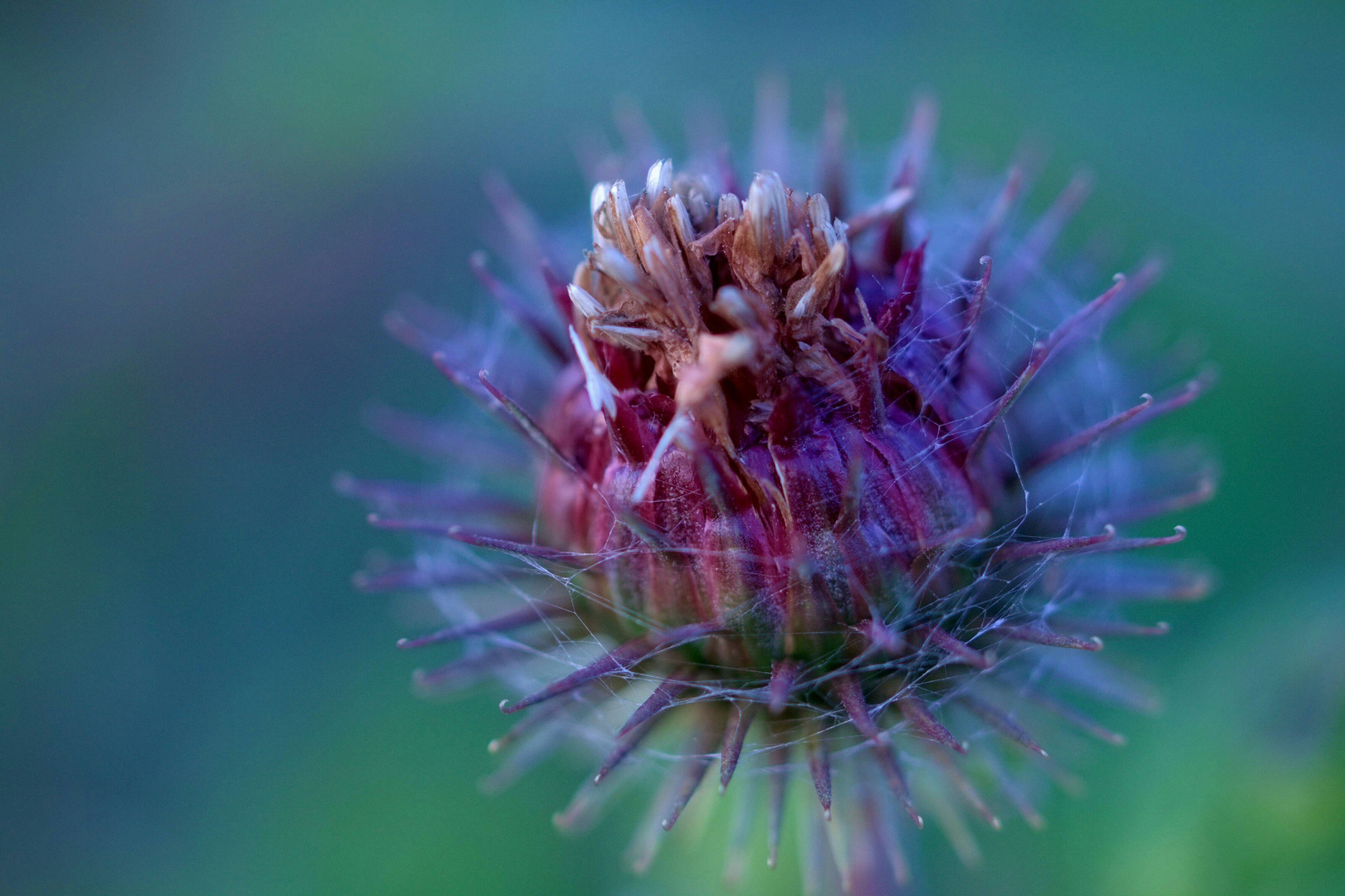 Herbstliche Klette