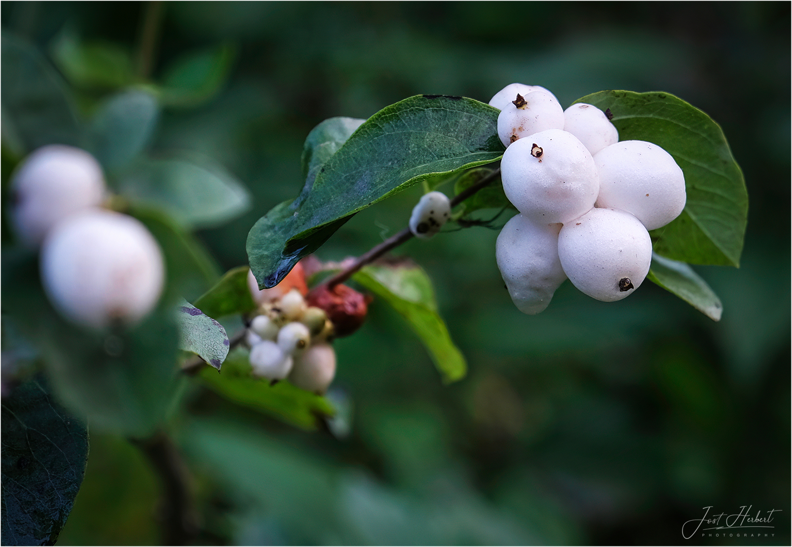 herbstliche "Knallerbsen"...