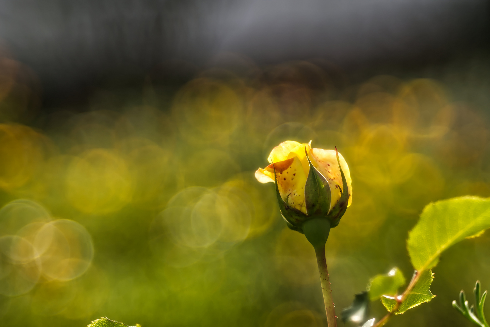 Herbstliche Knospe