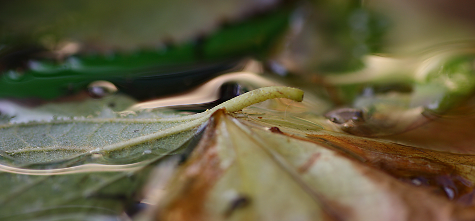 herbstliche Komposition