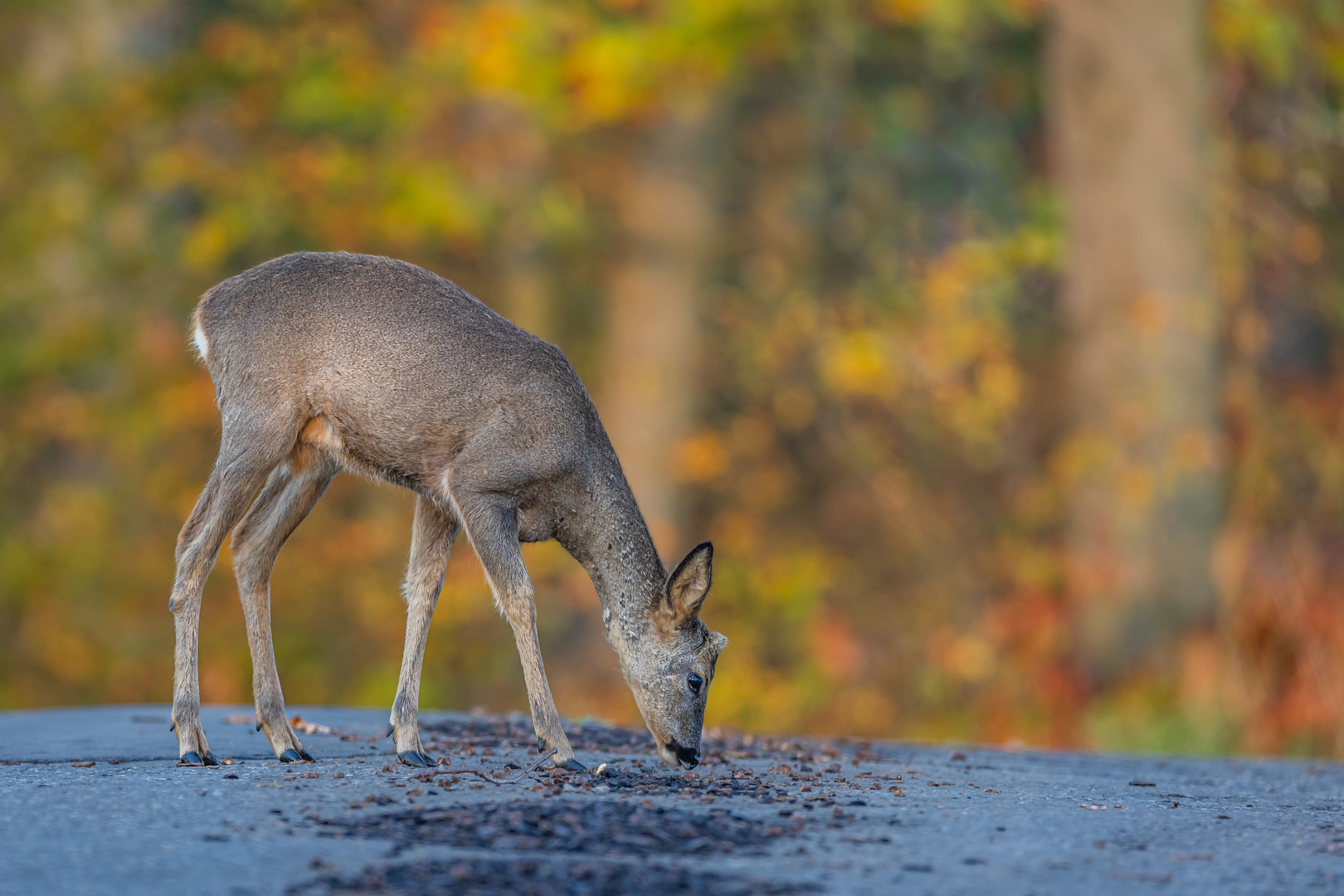 Herbstliche Kost