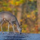 Herbstliche Kost