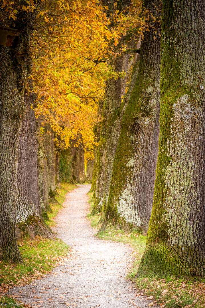 Herbstliche Kottmueller Allee