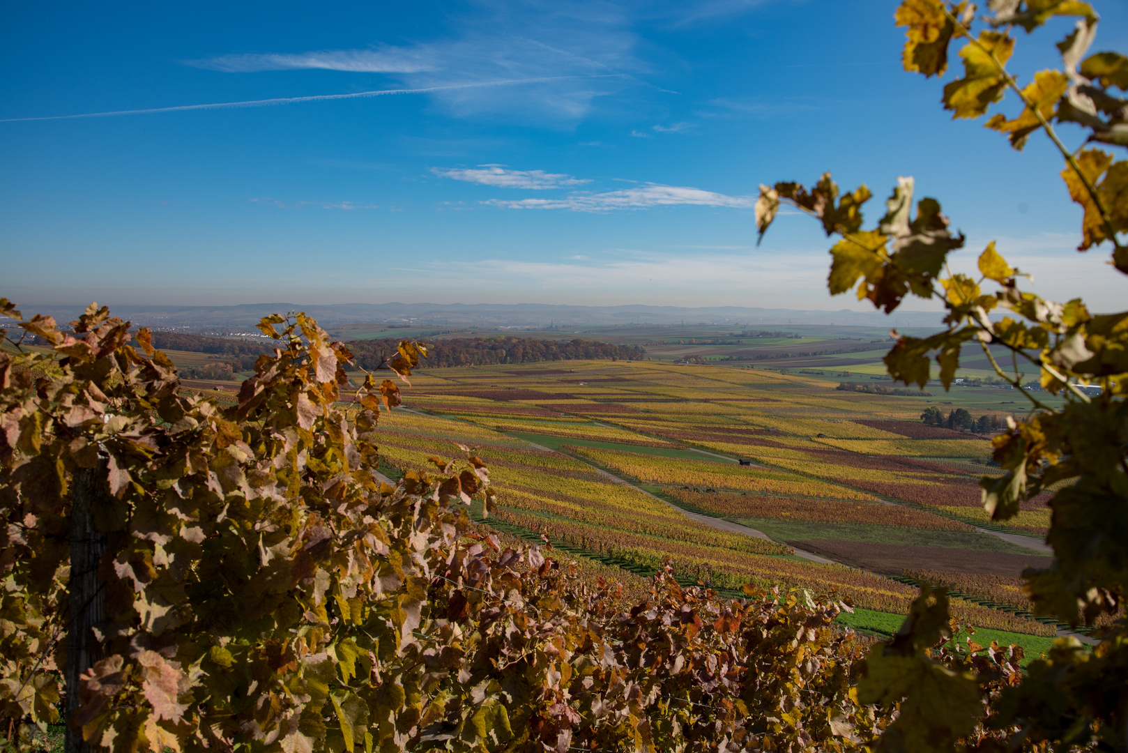 Herbstliche Kraichgauer Weinberge 2