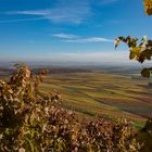 Herbstliche Kraichgauer Weinberge 2